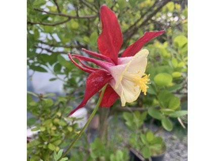 vyr 689 Aquilegia caerulea Koralle Orlicek Koralle