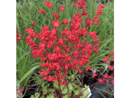 vyr 356 A1516122 FABC 4019 AD16 8AE3822AE91D