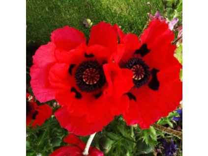 vyr 642 Papaver orientale Beauty of Livermere