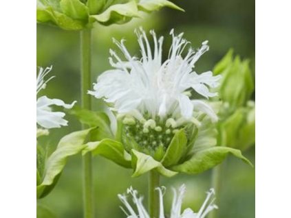 vyr 641 Monarda hybride Schneewittchen