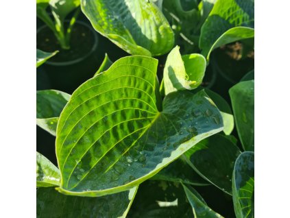 vyr 850 Hosta sieboldiana Elegans 2