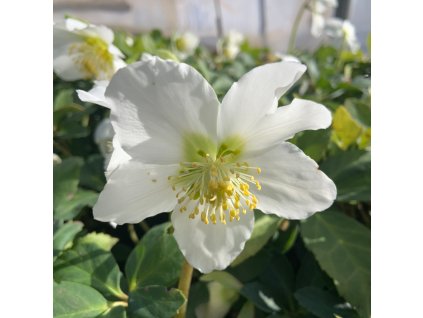 vyr 855 Helleborus niger Praecox