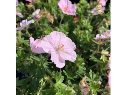 vyr 683 A051E0DA 796D 4365 BA19 972E84559D23