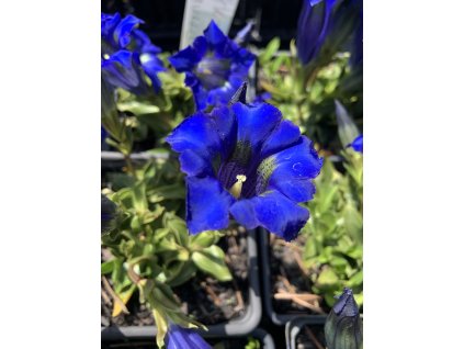 Hořec bezlodyžný  Gentiana acaulis