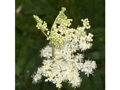 vyr 285 Filipendula ulmaria