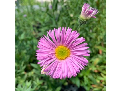 vyr 278 Erigeron sp Rosa Jewel