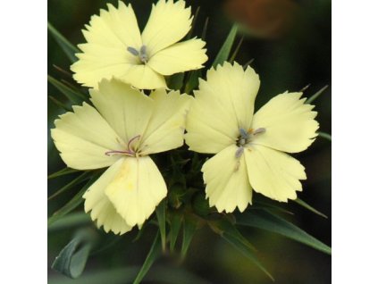 vyr 678 Dianthus knappii