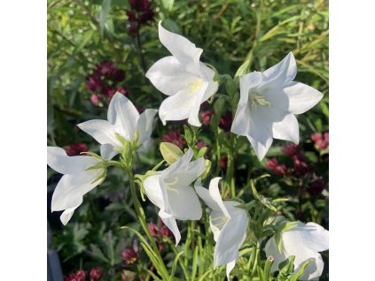 vyr 666 0CC0515A 90C1 47F0 BE9E 73E9F1E2854E