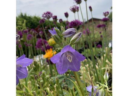 vyr 667 E0536919 BC22 41CA BA0E 51CC6D825186