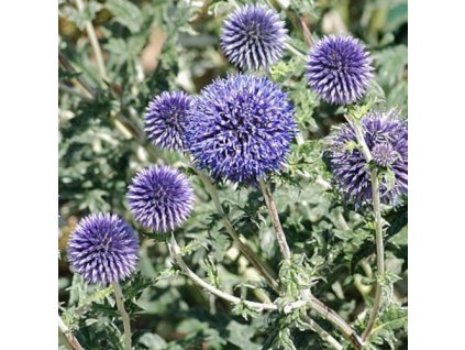 vyr 365 Echinops ritro