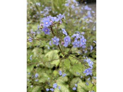 Pomněnkovec velkolistý  Brunnera macrophylla
