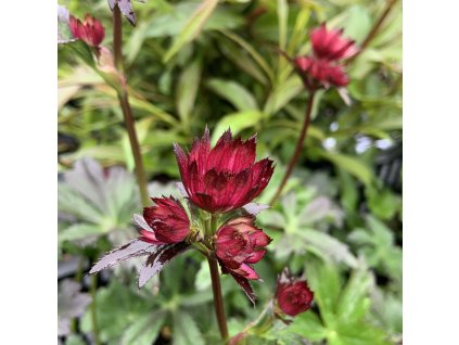 vyr 680 EA58936F 2265 4DEE 8383 B1B33C4671CC