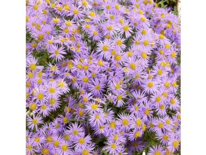 vyr 210 Aster Eleven Purple Hvezdnice Eleven Purple