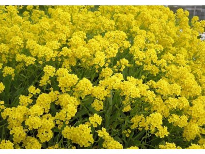 vyr 142 Alyssum saxatile Tarice skalni