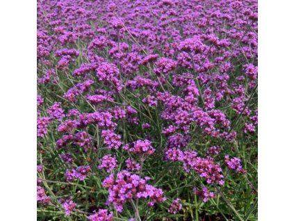 vyr 716 sporys lolipop1