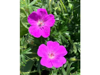 vyr 890 D7DC3B4D F9AA 4F67 A332 99582FBDEB93