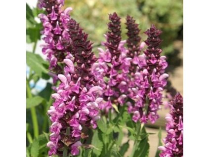 vyr 343 salvia nemorosa rose queen