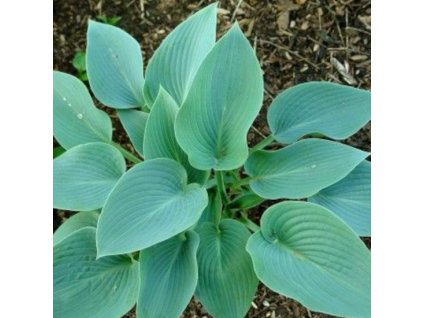 vyr 304 Hosta tardiana Halcyon