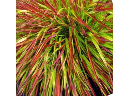 vyr 583 hakonechloa smukla mulled wine