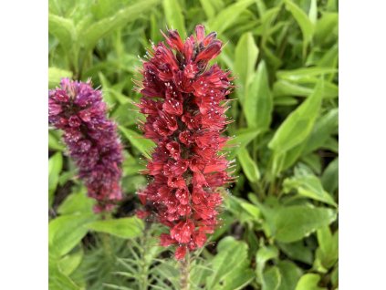 vyr 277 464AF8D6 DC9C 4034 8B08 7D54D57BD2B2