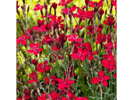 vyr 329 Dianthus leuchtfunk