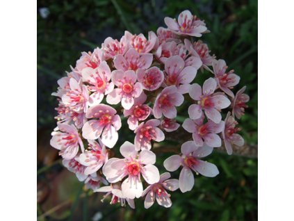 vyr 317 Darmera peltata