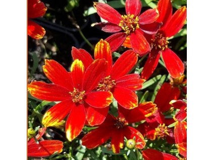 vyr 352 Coreopsis verticillata Ladybird
