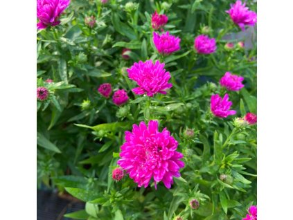 vyr 574 Aster novi belgii Magic pink