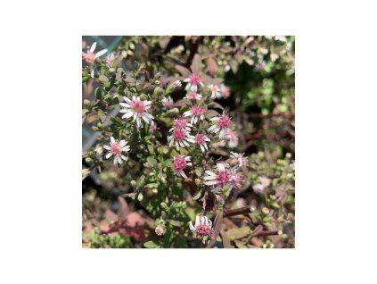 Hvězdnice pokřivená 'Horizontalis'  Aster lateriflorus 'Horizontalis'