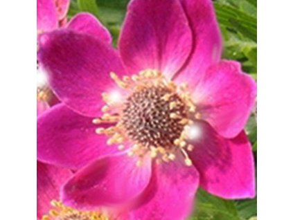 vyr 671 ANEMONE MULTIFIDA RUBRA