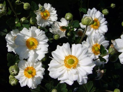 vyr 166 Anemone hupehensis Whirlwind Sasanka Whirlwind