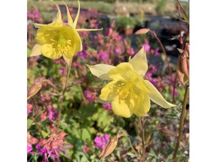 vyr 162 32CBC852 7D05 4D36 B1F2 9E7AFF0BB032