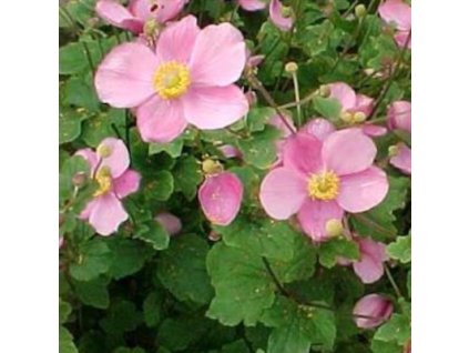 vyr 336 Anemone hupehensis Rose Shades