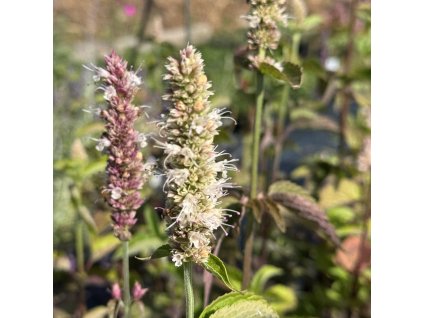 Agastache  Agastache nepetoides