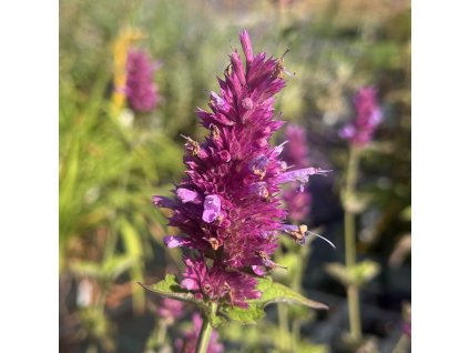 Agastache  'Globetrotter '  Agastache hybrida ‘Globetrotter’