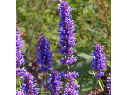 vyr 316 AGASTACHE BLUE BOA