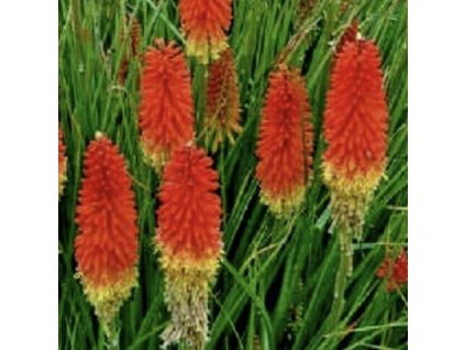 vyr 665 kniphophia