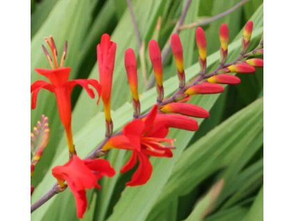 vyr 907 crocosmia lucifer