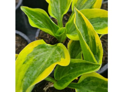 vyr 849 Hosta hybride Golden Tiara