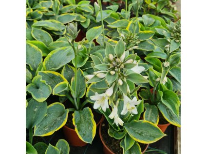 vyr 851 Hosta sieboldiana Frances Williams 3