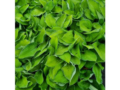 vyr 853 Hosta Gold Standard