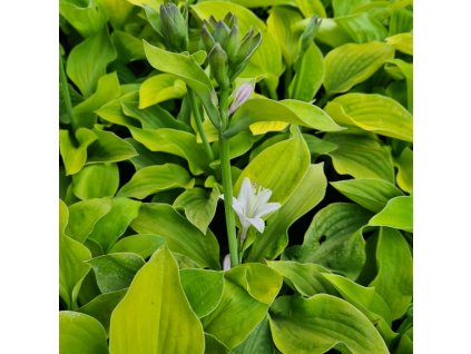 vyr 852 Hosta August Moon 3