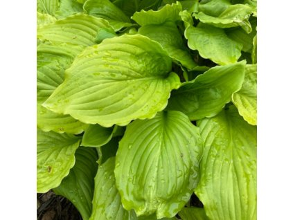 vyr 302 Hosta hybrida Honey Bells