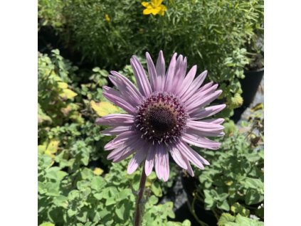 vyr 232 Berkheya purpurea