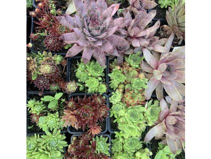 vyr 254 1A1BC2C4 13A9 42BE B7FD 3381D6FDB260