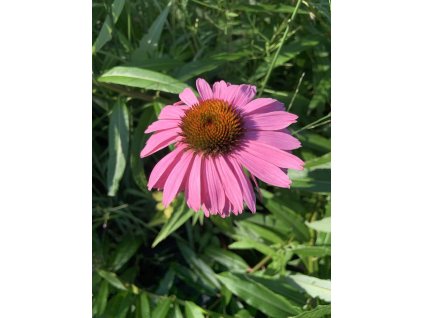 Třapatka nachová  Echinacea purpurea