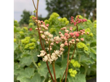 vyr 723 filipendula vulgaris Multiplex