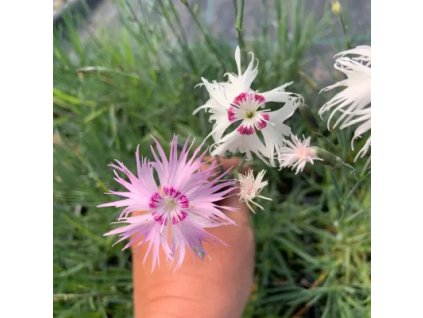 vyr 875 Dianthus spiculifolius