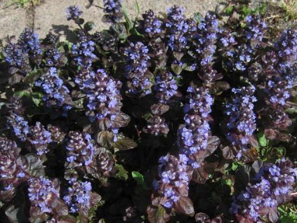 vyr 150 Ajuga reptans Atropurpurea Zbehovec Atropurpurea