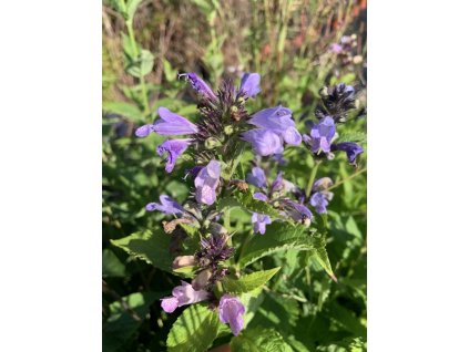 Šanta přisedlá 'Grand View'  Nepeta subsessilis Grand View
